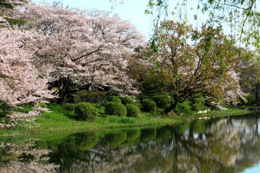 Tsurumi, Yokohama 'daki Mitsuike Parkı. Kiraz çiçekleri mevsiminde.