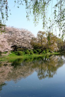 Tsurumi, Yokohama 'daki Mitsuike Parkı. Kiraz çiçekleri mevsiminde.