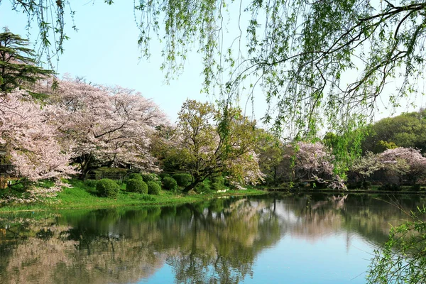 桜の季節には横浜市鶴見にある御池公園 — ストック写真