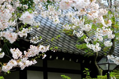 Japonya 'da bahar manzarası, kiraz çiçekleri açan