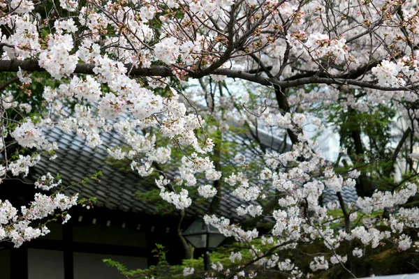 Японські Весняні Краєвиди Квітами Вишневого Цвіту — стокове фото