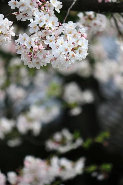 Lente Landschap Japan Met Kersenbloesems Volle Bloei — Stockfoto