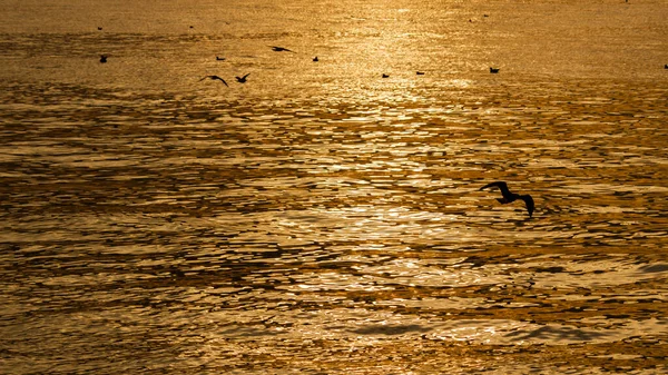 Zblízka Zářící Fotografie Mořského Povrchu Světle Zapadajícího Slunce Kde Létají — Stock fotografie
