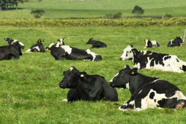 Güneşli bir çayırda oturup dinlenen bir inek sürüsü.