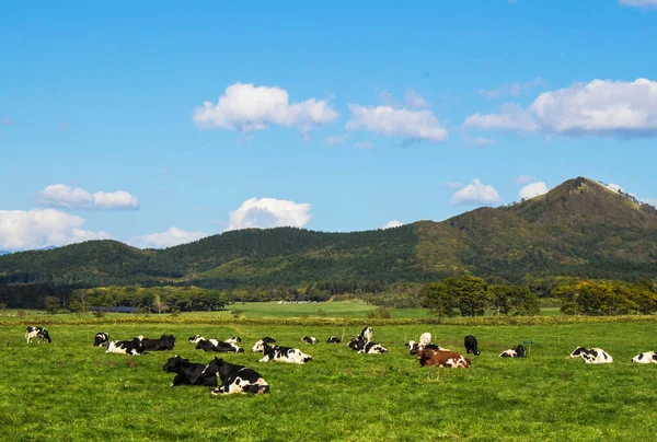 Uma Manada Vacas Sentadas Relaxantes Pasto Ensolarado — Fotografia de Stock