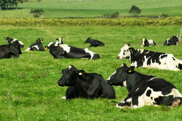 Troupeau Vaches Assis Relaxant Sur Pâturage Ensoleillé — Photo