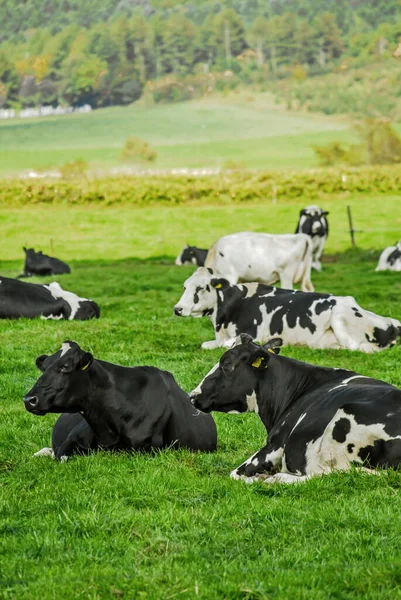 Eine Herde Kühe Sitzt Und Entspannt Auf Einer Sonnigen Weide — Stockfoto