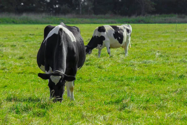 Vacas Comendo Grama Pastagens Ensolaradas — Fotografia de Stock