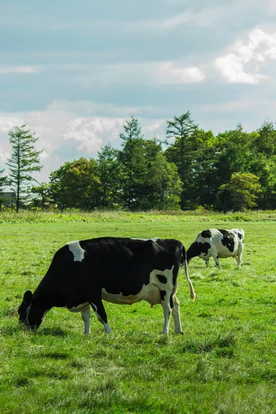 Kühe Fressen Gras Auf Sonnigen Weiden — Stockfoto