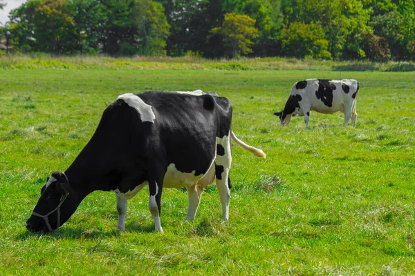 Vacas Comendo Grama Pastagens Ensolaradas — Fotografia de Stock