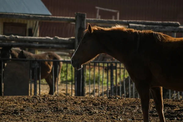 Landschaft Der Ställe Auf Der Ranch Morgen Mit Pferden — Stockfoto