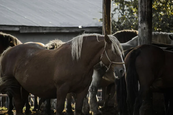 Landschaft Der Ställe Auf Der Ranch Morgen Mit Pferden — Stockfoto