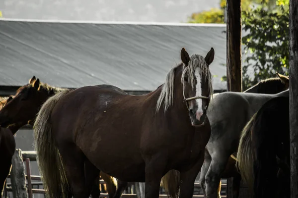 Landschaft Der Ställe Auf Der Ranch Morgen Mit Pferden — Stockfoto