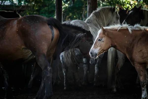 Paisaje Los Establos Rancho Por Mañana Con Caballos —  Fotos de Stock