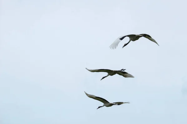 Visão Traseira Guindastes Voando Formação — Fotografia de Stock