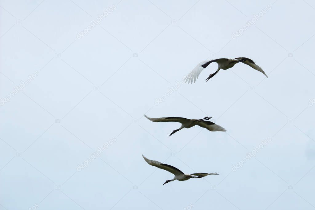 Back view of cranes flying in formation