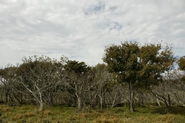 Hokkaido 'daki ölü arazinin manzarası