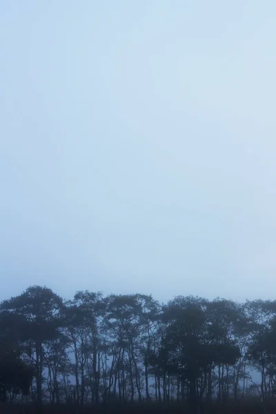 Paesaggio Boschetto Con Una Misteriosa Nebbia Mattutina — Foto Stock