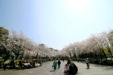 28 Mart 2018 Kawasaki Şehri, Kanagawa Bölgesi, Japonya. Şehir meydanında öğle yemeği yerken kiraz çiçeklerinin tadını çıkaran insanların manzarası.