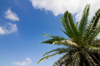 Bir sahil beldesinin mavi gökyüzünün altındaki palmiye ağaçları