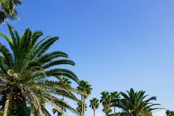 Palmen Unter Dem Blauen Himmel Eines Badeortes — Stockfoto