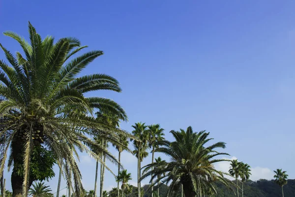 Palmen Unter Dem Blauen Himmel Eines Badeortes — Stockfoto