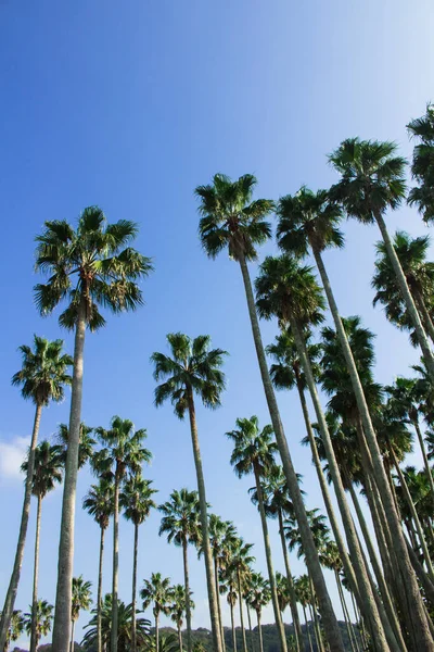 Palmbomen Onder Blauwe Lucht Van Een Badplaats — Stockfoto
