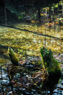 Hokkaido 'nun doğası ve yeşilliği ile çevrili güzel ve gizemli bir gölet 