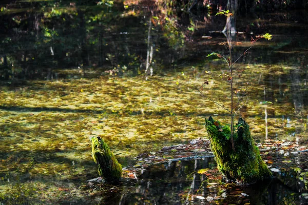 Vacker Och Mystisk Damm Kaminokoike Omgiven Naturen Och Grönska Hokkaido — Stockfoto