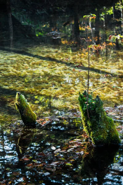 Vacker Och Mystisk Damm Kaminokoike Omgiven Naturen Och Grönska Hokkaido — Stockfoto