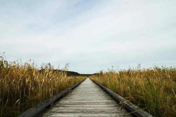 Kushiro sulak alanlarında yürüyüş yapabileceğiniz ahşap bir patika manzarası.
