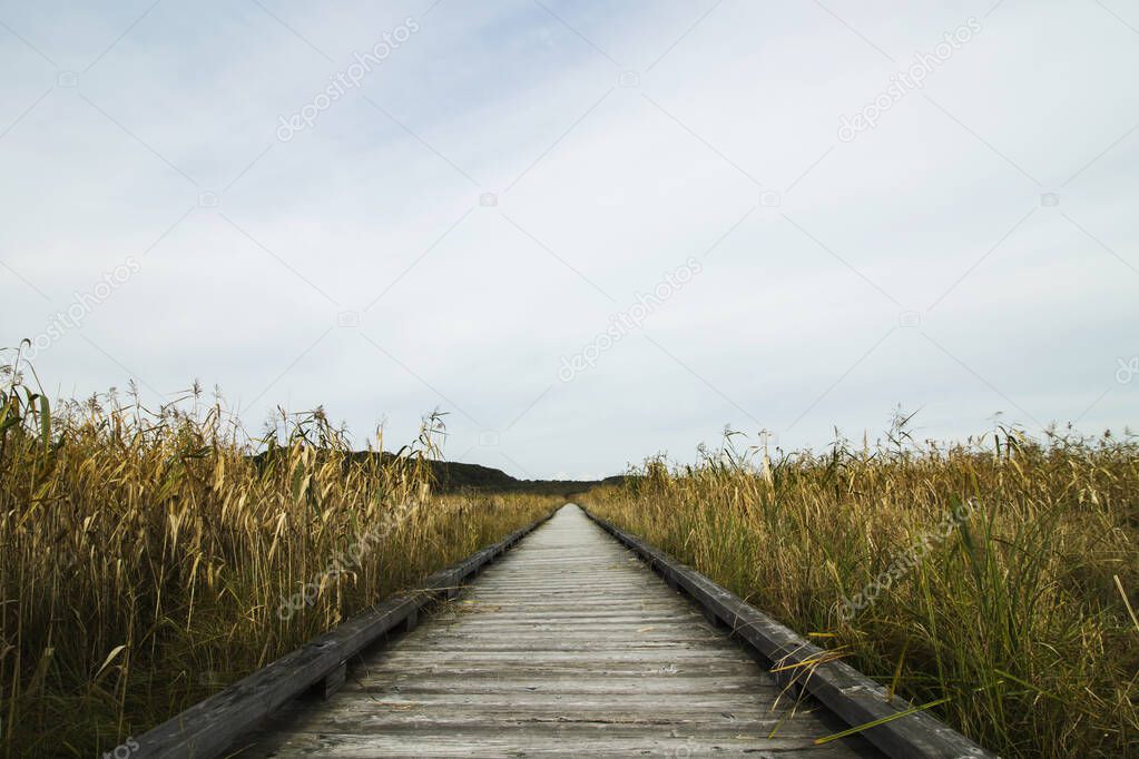 Scenery of a wooden path where you can hike in the Kushiro wetlands