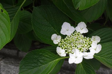 Japonya 'da yağmur mevsiminde açan ortanca çiçekleri