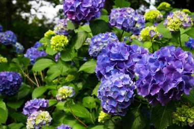 Japonya 'da yağmur mevsiminde açan ortanca çiçekleri