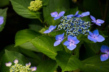 Japonya 'da yağmur mevsiminde açan ortanca çiçekleri