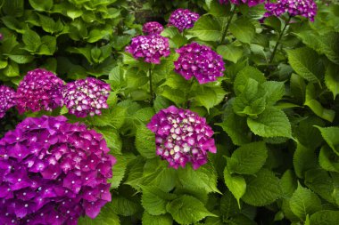 Japonya 'da yağmur mevsiminde açan ortanca çiçekleri