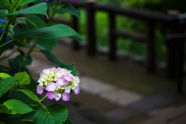Hydrangea flowers blooming in the rainy season in Japan