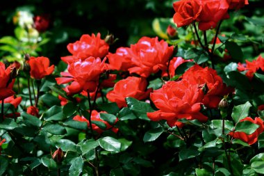 Bahçede açan güzel güller