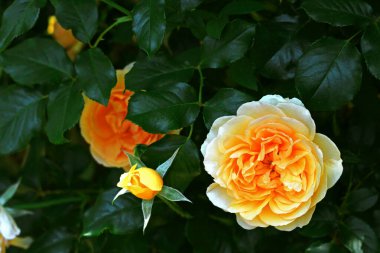 Bahçede açan güzel güller