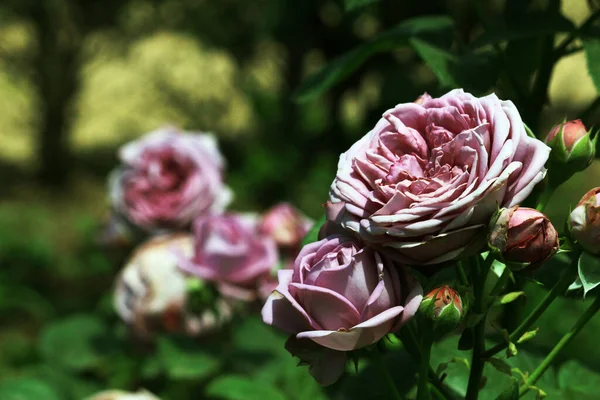 Krásné Růže Kvetoucí Zahradě — Stock fotografie