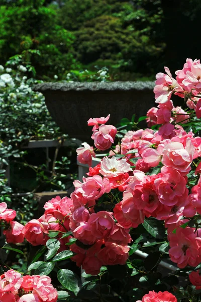 Mooie Rozen Bloeien Tuin — Stockfoto