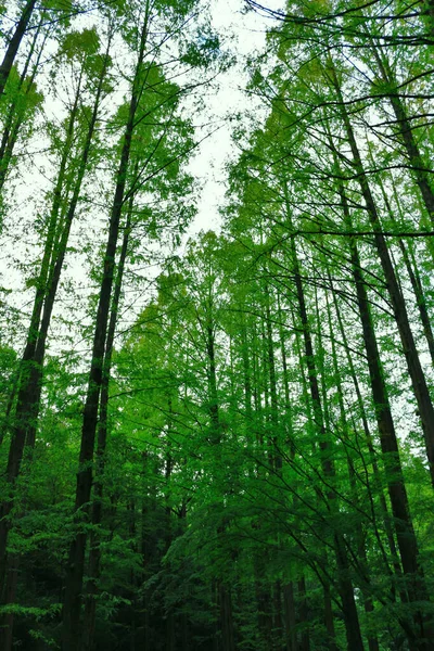 Yeşilin Parlak Olduğu Taze Yeşil Ormanda — Stok fotoğraf
