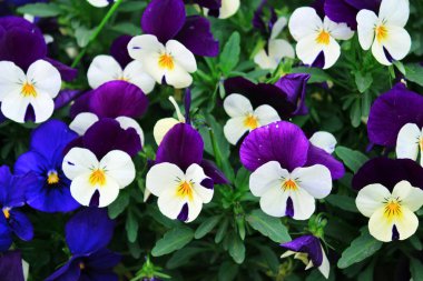 Parlak renkli nonoş çiçekleri açmışlar.