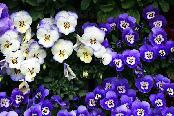 Světle Zbarvené Mléčné Květy Plném Květu — Stock fotografie