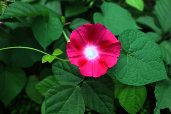 Şafakta açan zafer çiçekleri