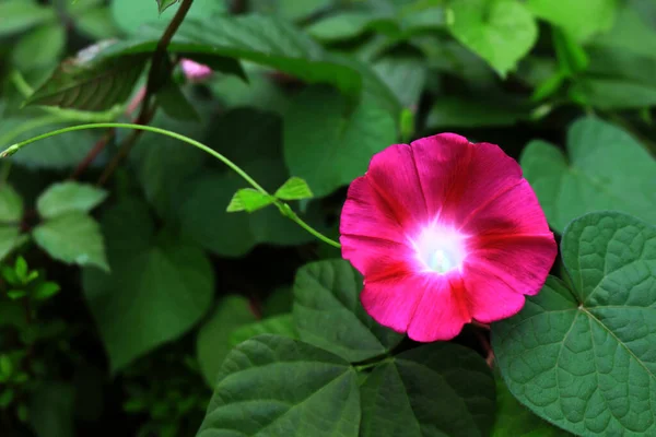 Morning glory flowers that bloom at dawn