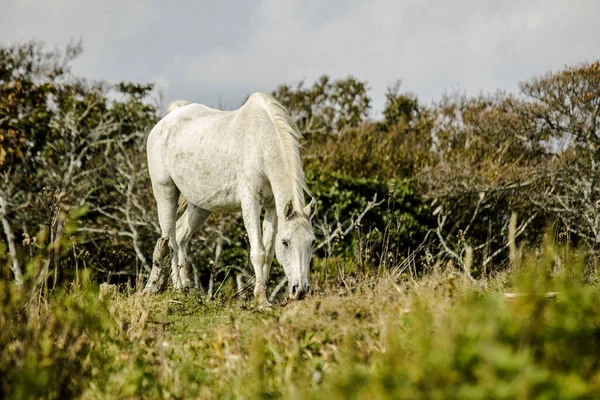 Ein Alterndes Weißes Pferd Steht Auf Einer Kargen Weide — Stockfoto