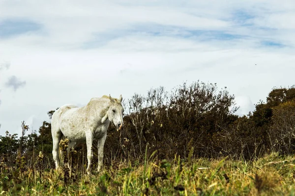 Ein Alterndes Weißes Pferd Steht Auf Einer Kargen Weide — Stockfoto