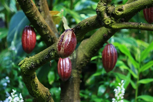 Gran Fruta Roja Madura Cacao —  Fotos de Stock