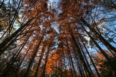 Metasequoia sonbahar yaprakları güneş ışığında turuncu parlıyor.